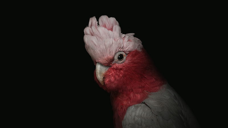 Cockatoo, red, bird, papagal, pasari, black, parrot, pink, HD wallpaper