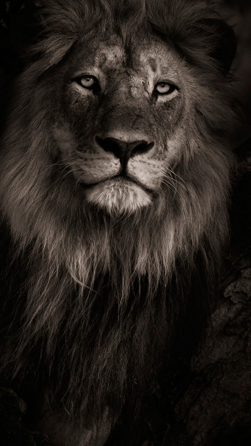 BLACK lion lion lions king wild black HD phone wallpaper  Peakpx
