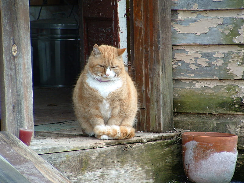 Fat Cat, candle, ginger cat, back door, doorway, pot, cat, door frame, HD wallpaper