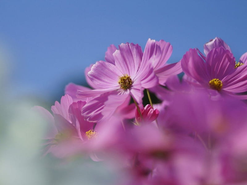 bloomy cosmos, bloom, plant, day, spring, soft, petals, sky, pink, HD wallpaper