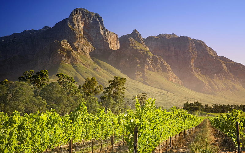 Vineyard in Franschhoek, South Africa, green, mountains, vineyard, nature, fields, blue sky, south africa, landscape, HD wallpaper