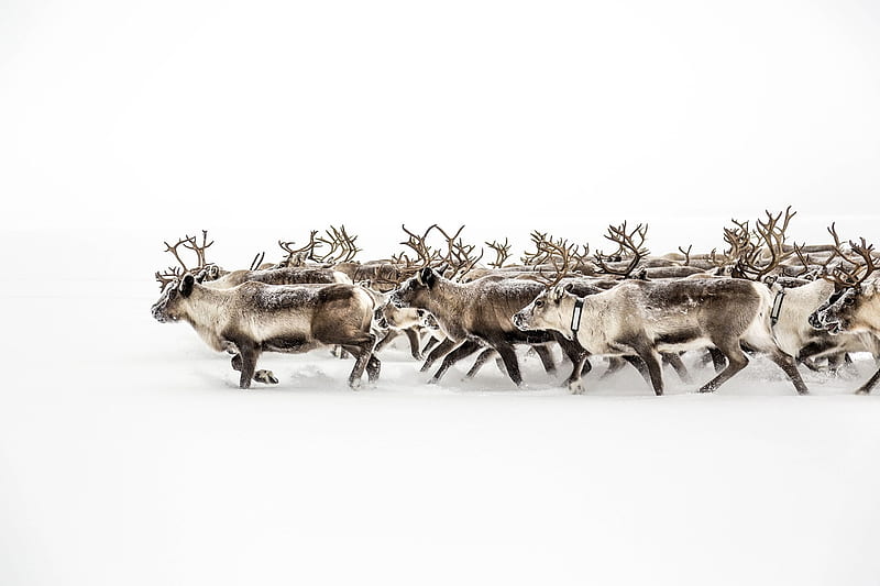 Lost in White, Sweden, Lost, White, Sami reindeer herders, Migrating reindeer, HD wallpaper