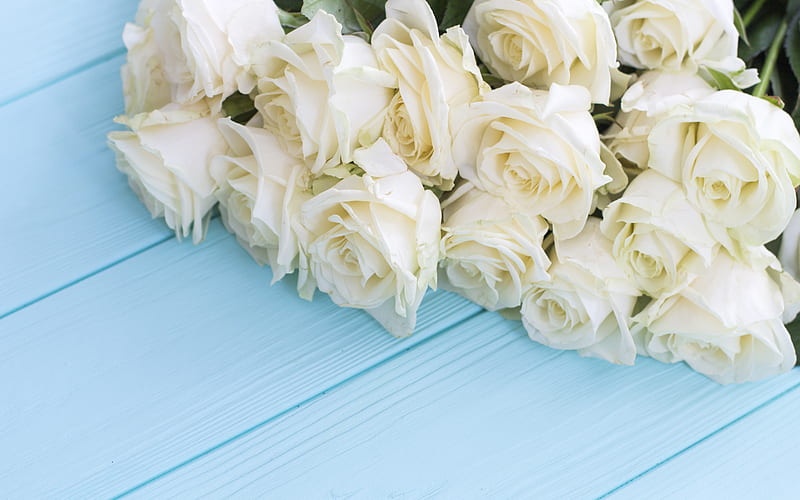 HD white roses wallpapers | Peakpx