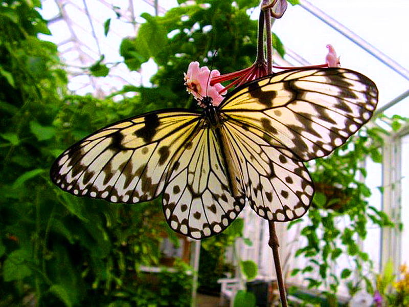 Rice Paper, cream and black, butterfly, flower, conservatory, beauty, HD wallpaper