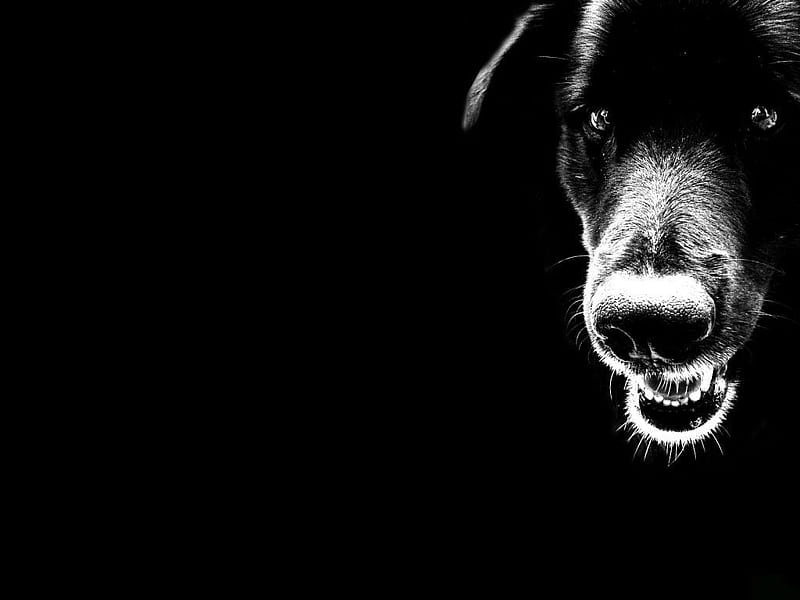 black dog, head, black, eyes, dog, animal, HD wallpaper