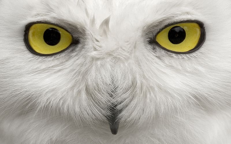 Birds, Animal, Snowy Owl, HD wallpaper