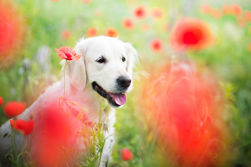 Happy between poppies, red, poppy, animal, green, summer, flower, white, field, dog, HD wallpaper