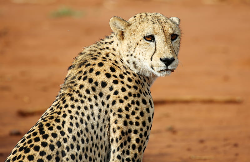 leopard, big cat, glance, predator, wildlife, HD wallpaper