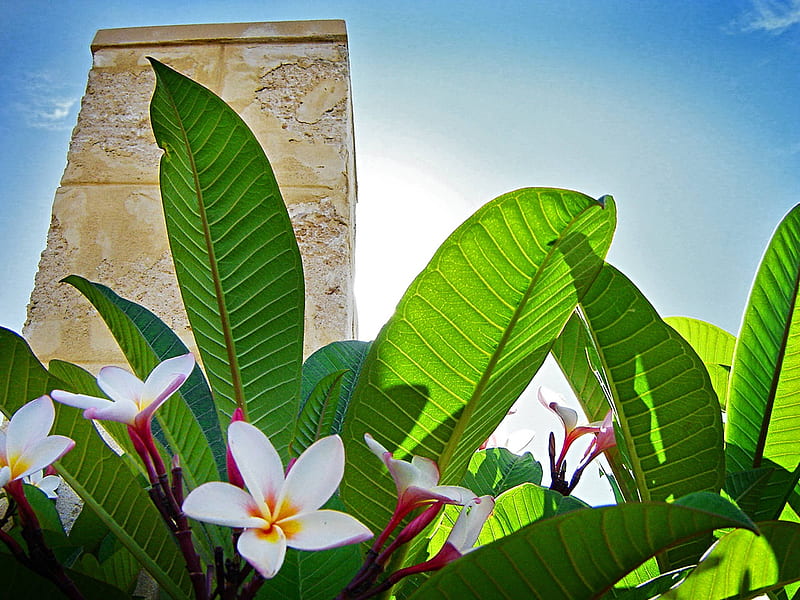 Plumeria against Stone, exotic, rock, hawaii, plant, plumeria, monument, frangipani, stone, flower, flowers, tropical, hawaiian, HD wallpaper