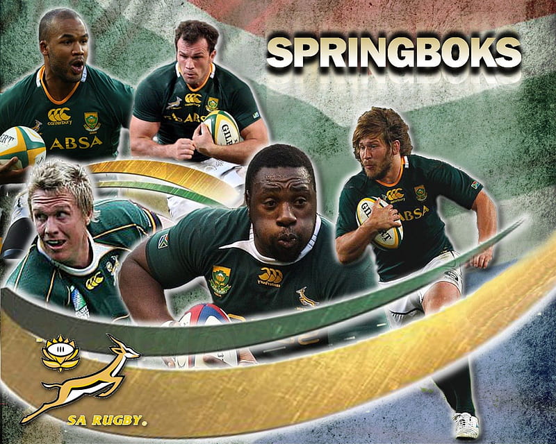 Springboks, rugby, bokke, springbok rugby, HD wallpaper