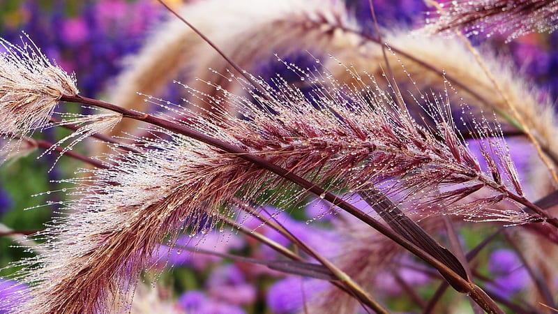 Morning dew, purple, water drops, flower, ear of wheat, dew, HD wallpaper