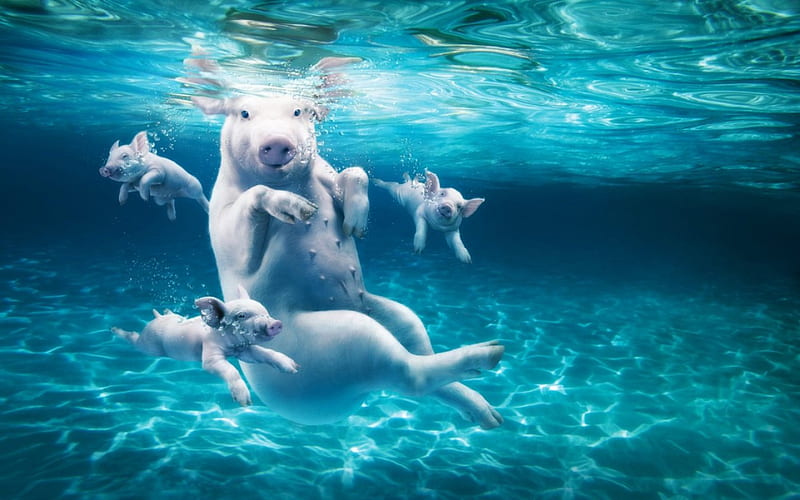 Swimming Pig, pig, water, swim, animal, HD wallpaper