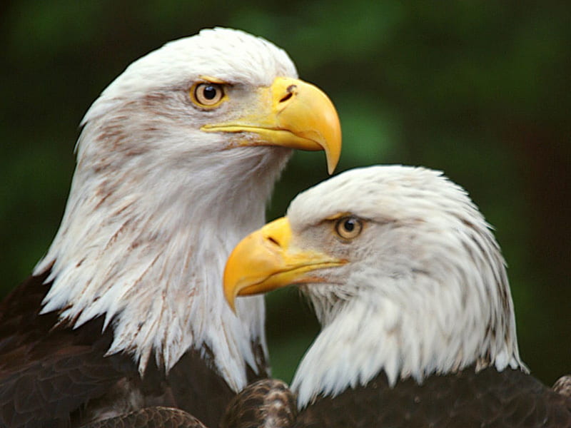 Birds, Bald Eagle, Bird, Bird Of Prey, Eagle, Wildlife, HD