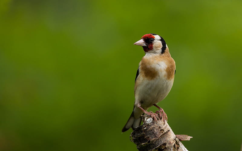 Goldfinch, bird, finch, animal, HD wallpaper