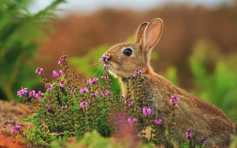smell the scent of the flowers, rabbit, animal, smell, heather, flower, flowers, nature, bunny, hare, field, HD wallpaper