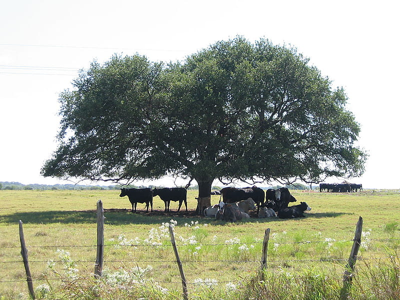 It gets hot in Texas, barbwire, tree, nature, field, cows, HD wallpaper