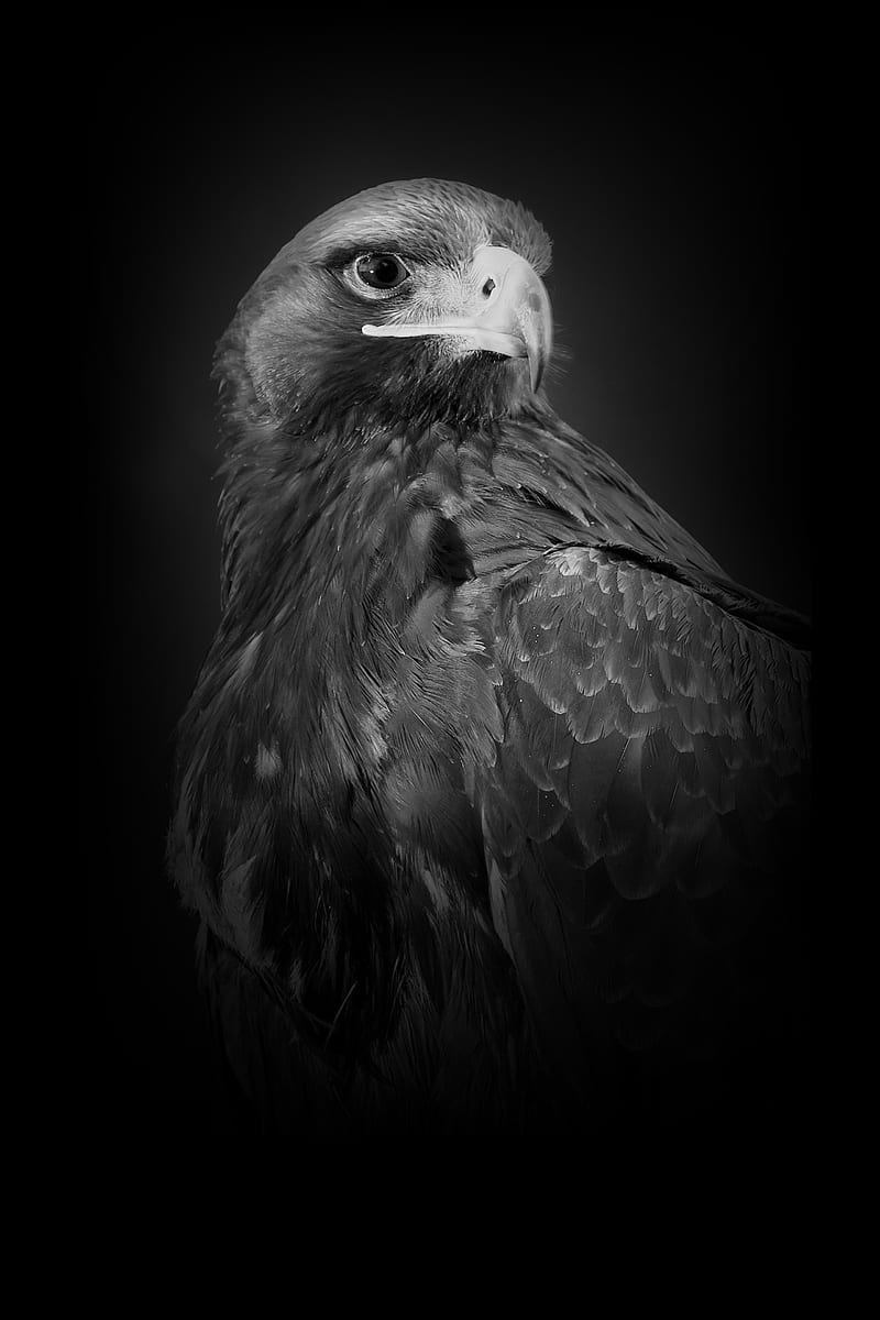 AMOLED Animal . Animal , Animals, Bird, Black Hawk Bird, HD phone wallpaper