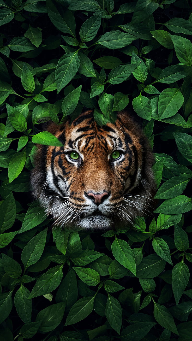 Head Bengal Tiger Eye Live Wallpaper - free download