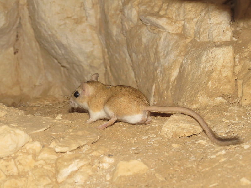 Lesser Egyptian Gerbil (Smaller Mammals of the W Palearctic) · iNaturalist, HD wallpaper