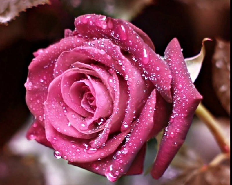 Beautiful Rose, flower, nature, rose, bloom, HD wallpaper
