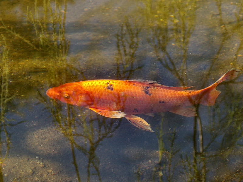 Koi - Gold Fish F2, USA, fish, tea garden, koi, Calfornia, animal,  goldfish, HD wallpaper