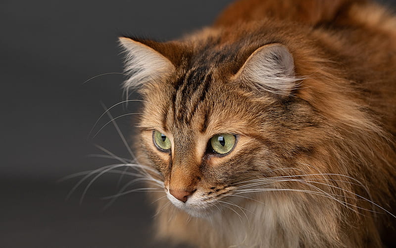 brown fluffy cat, Maine Coon, green eyes, cute animals, cats, pets, HD wallpaper