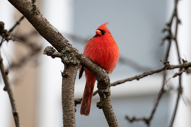 red cardinal, bird, branches, watching, wildlife, HD wallpaper