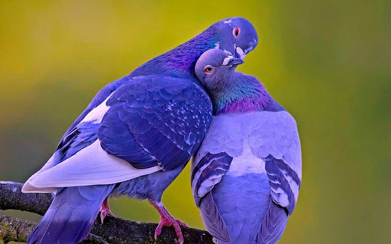 Pigeons in love, pigeon, bird, love, couple, animal, HD wallpaper | Peakpx