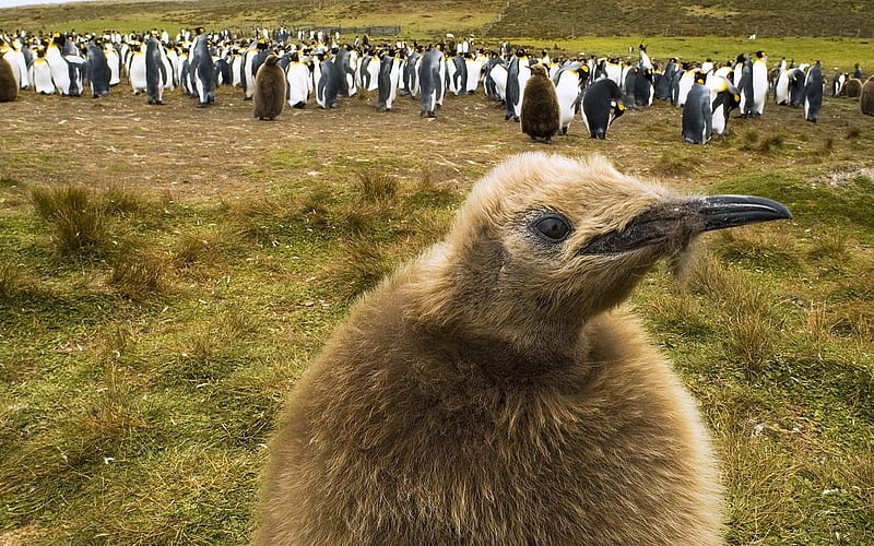 Falklands penguins baby penguin, HD wallpaper