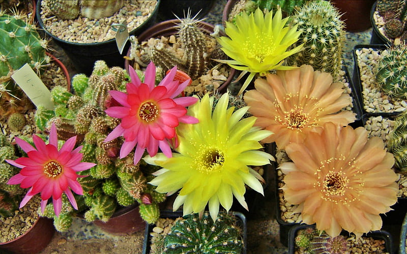 Cactus Blooms, Flowers, Nature, Cactus, Colorful, HD wallpaper