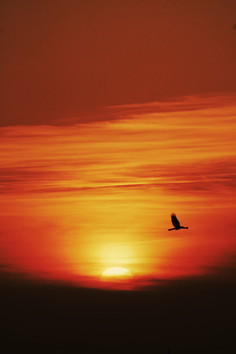 sunset, sun, bird, flying, dark, HD phone wallpaper