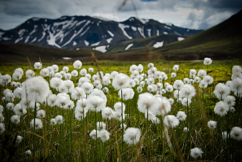 field, flowers, white, mountains, nature, HD wallpaper