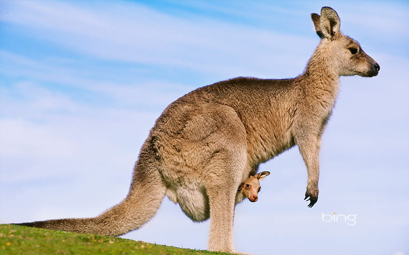 Australian Kangaroo Grey Kangaroo and her baby, HD wallpaper
