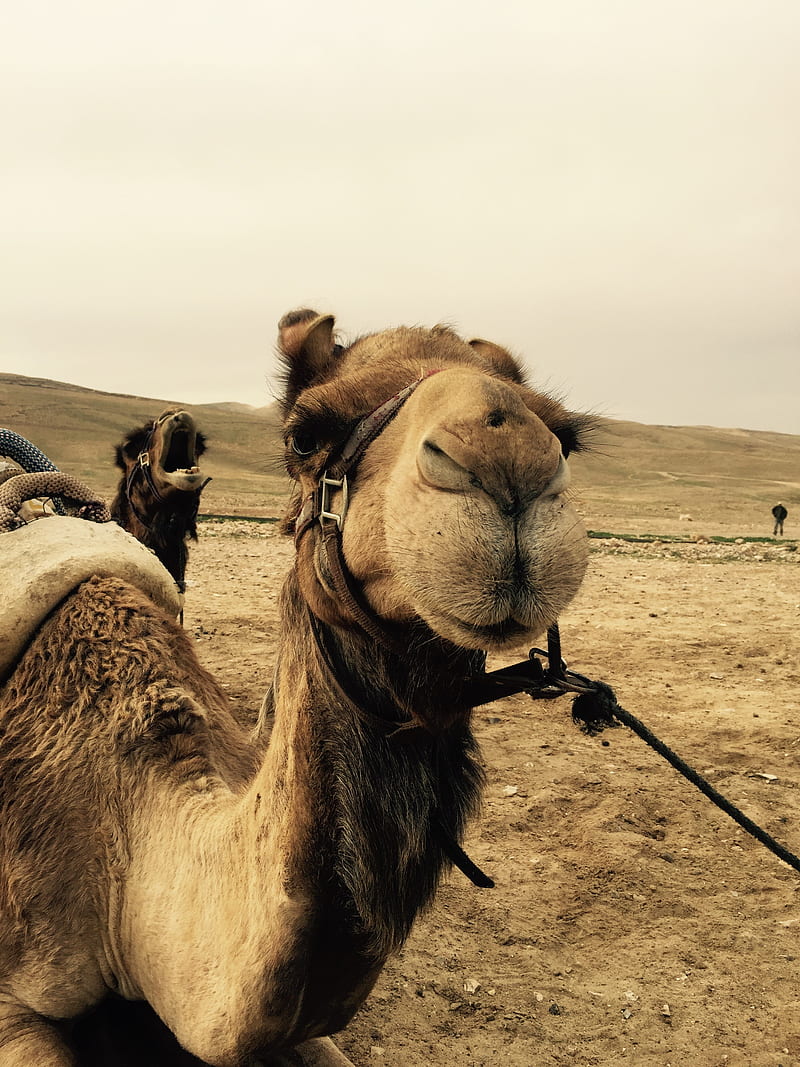 camels, Israel, desert, HD phone wallpaper
