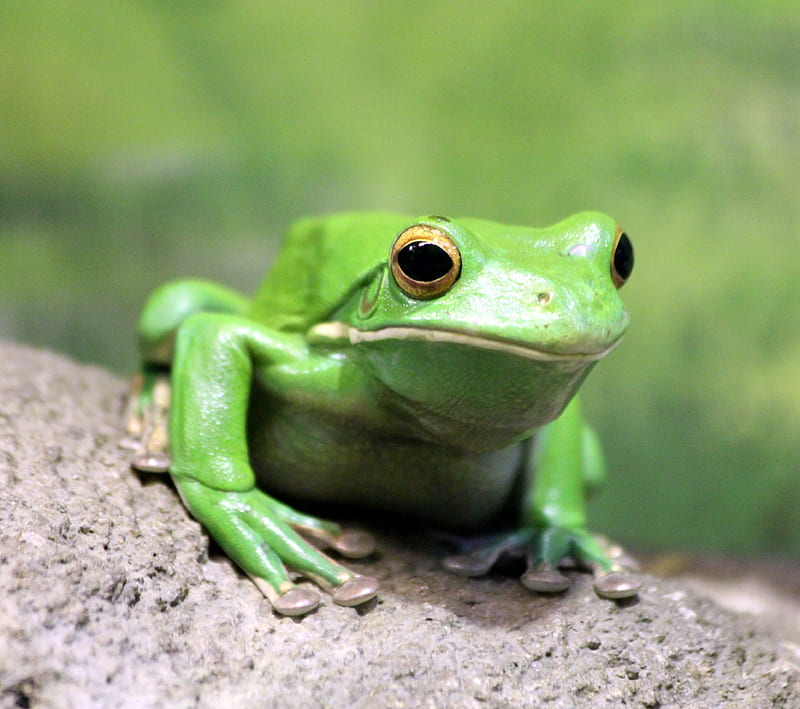 Frogs 7, animal, frog, gross, kermit, nature, reptile, ribbit, HD wallpaper