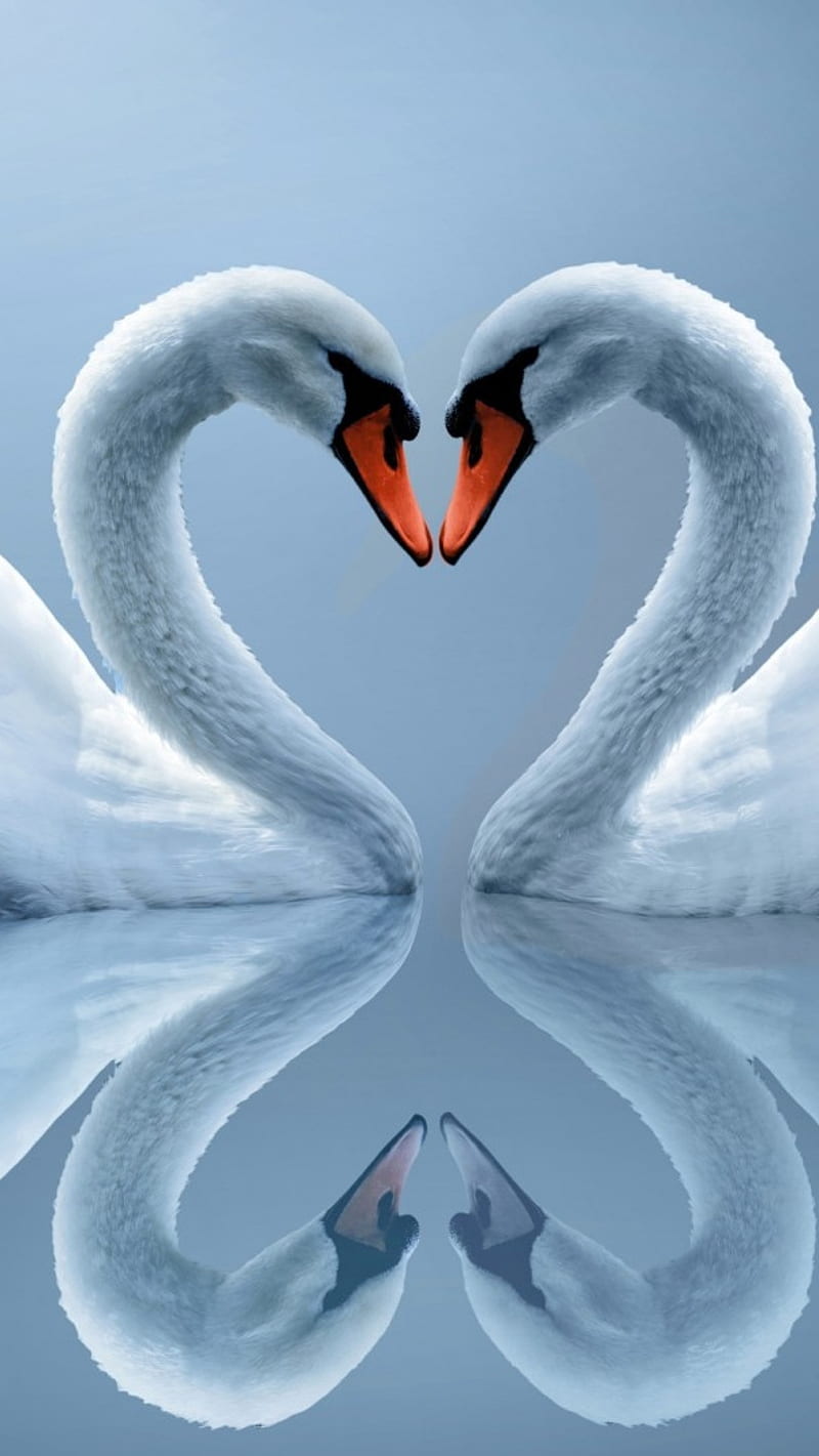 Animals-Swans , animals, swans, love heart, romantic swans, HD phone wallpaper