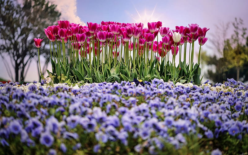 pink tulips, wildflowers, spring, violets, flower field, evening, flowerbed, tulips, HD wallpaper