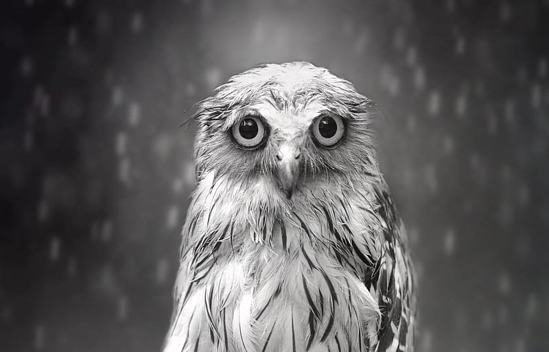 Owl, pasare, black, bufnita, bird, bw, sad, funny, rain, face, white, HD wallpaper