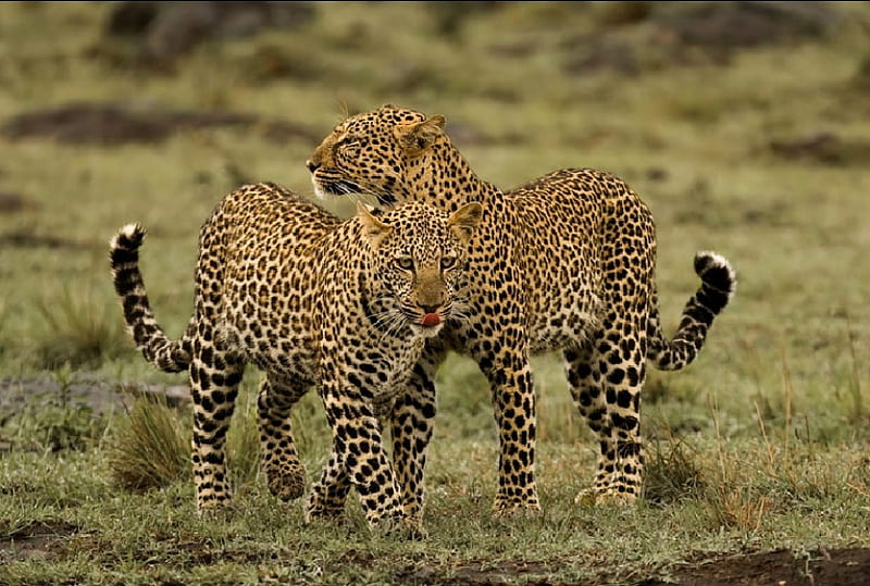 LEOPARDS from KENYA, pattern, felines, leopards, peditor, wild life, HD wallpaper