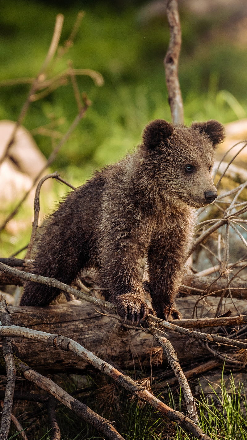 Bear Cub , walk, bear cub, cute, wild, animal, HD phone wallpaper
