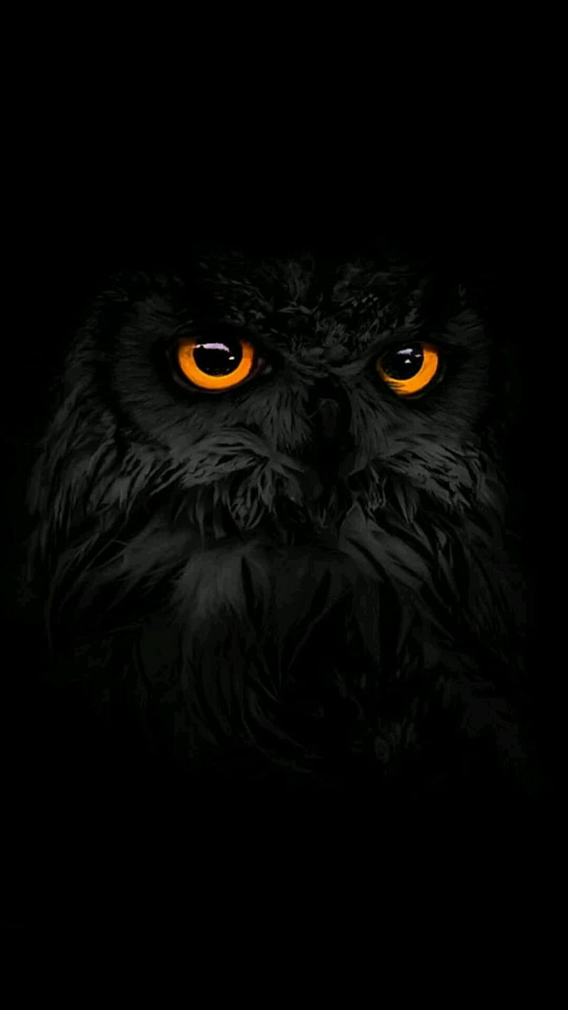 Black Owls, eyes, HD phone wallpaper