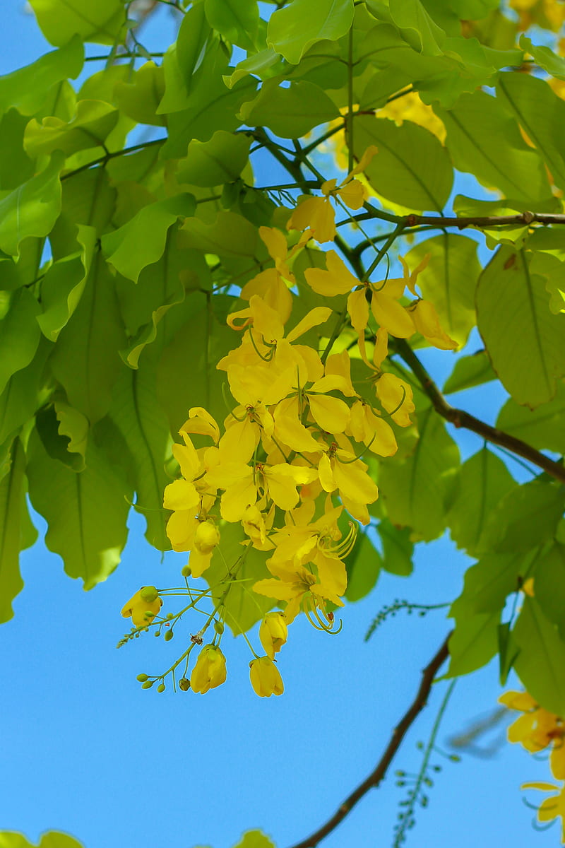 Hojas amarillas en la rama de un árbol durante el día, Fondo de pantalla de  teléfono HD | Peakpx