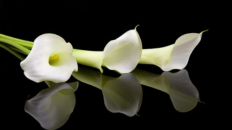 :-), flower, black, calla lily, white, HD wallpaper