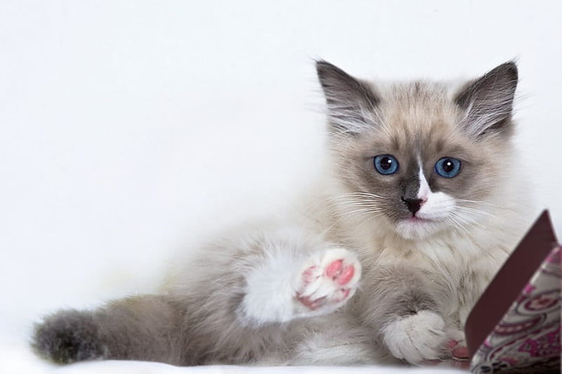 Hi Sweety, cute, cat, eyes, kitten, blue, HD wallpaper