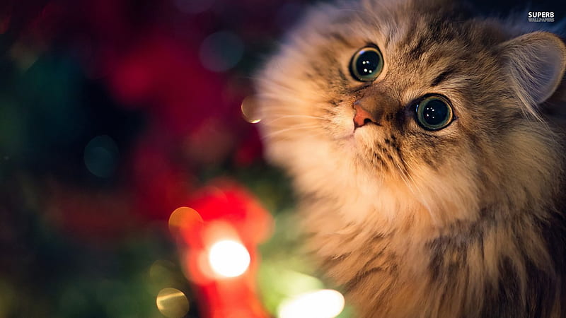 Christmas cat, cute, paws, christmas, cat, lights, HD wallpaper ...
