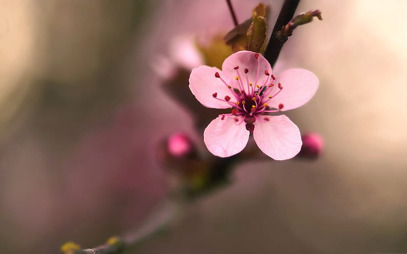 pink cherry flower-Macro graphy, HD wallpaper