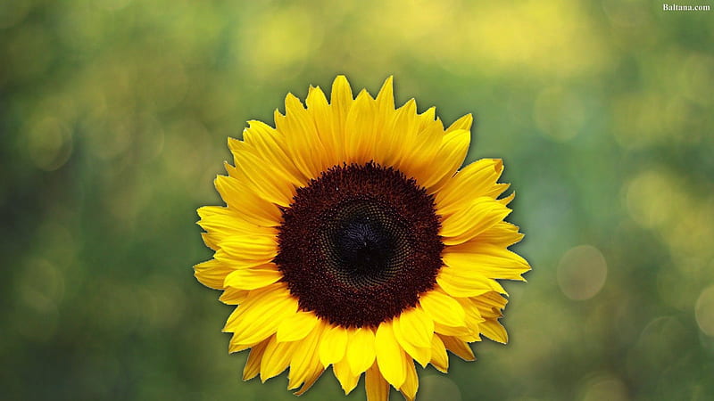 Girasol, girasol solo, Fondo de pantalla HD | Peakpx