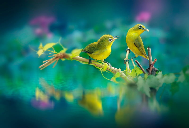 White-eye birds, exotic, water, bird, white eye, yellow, pasari, blue, couple, pink, HD wallpaper