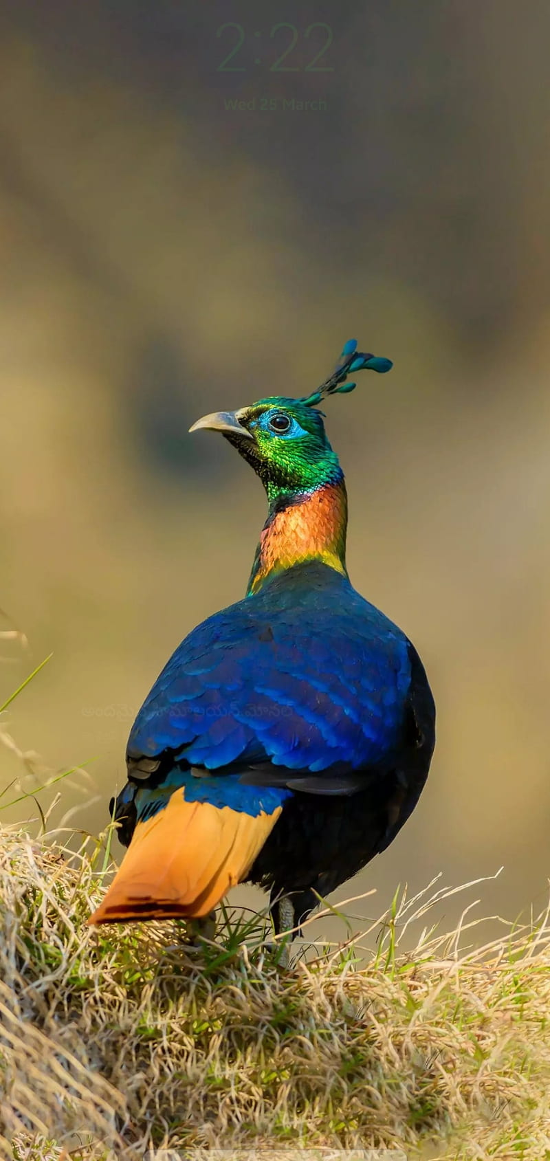 Peahen, bird, blue, HD phone wallpaper