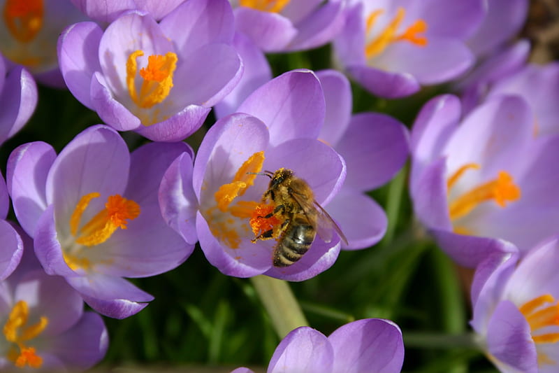 crocusses and bee, flowers, crocus, honeybee, bees, HD wallpaper